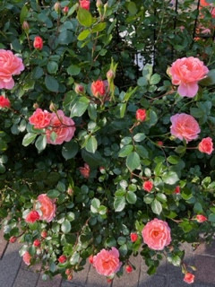 ���R(�N��)