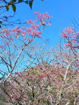 前原くみ　ピックアップキャスト