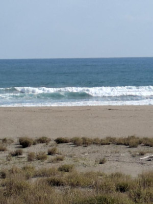 綾波玲子　ピックアップキャスト