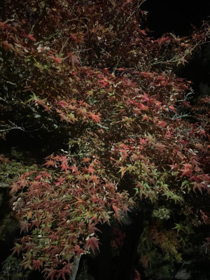 前原くみ【PICKUP】