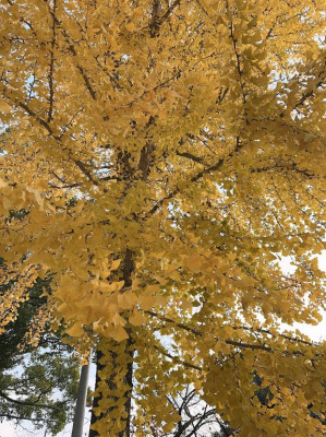 内田ゆう【WOMAN】