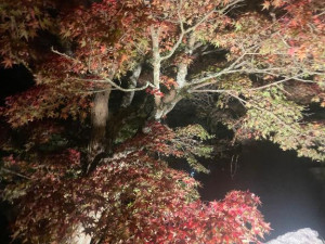 前原くみ【PICKUP】