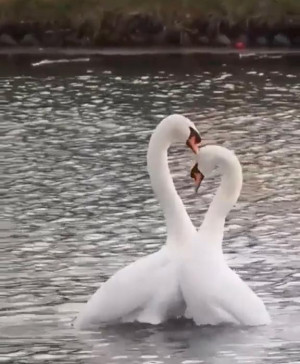 内田ゆう【WOMAN】