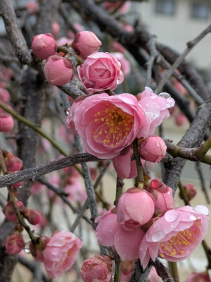 綾波玲子【PICKUP】