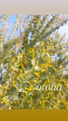 おとは【CHUBBY】