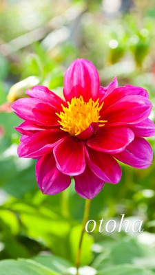 おとは【CHUBBY】