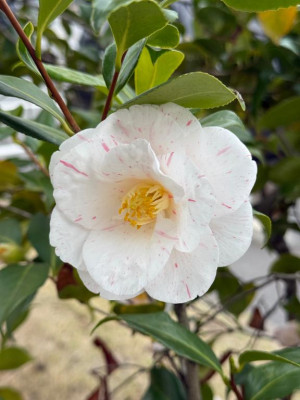 安西みなみ【PICKUP】