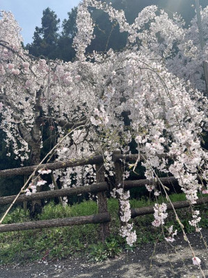 内田ゆう【WOMAN】