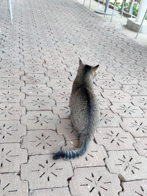 内田ゆう【WOMAN】