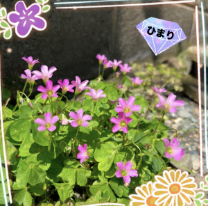 ひまり