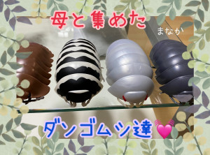 まなか