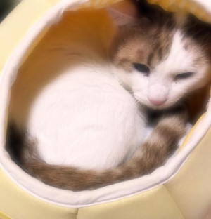 ゆい