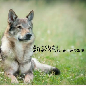 新人熟女 みほ