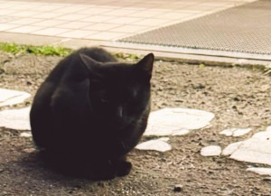 ももこ