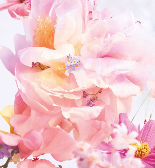 あい 花こよみ