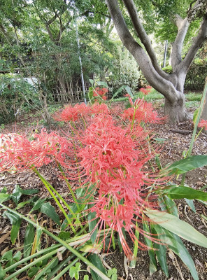 こまち