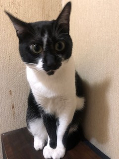 おひさま