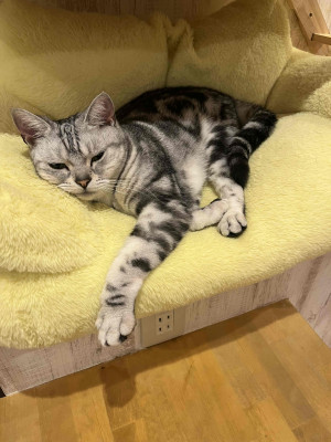 さき