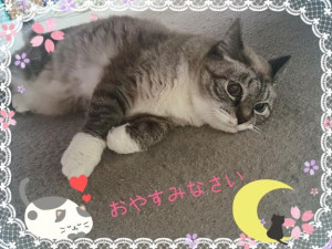 元原☆マダム☆
