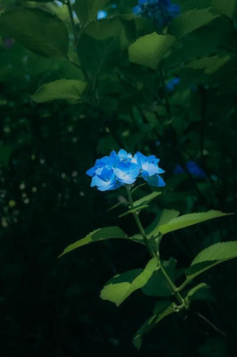 せん