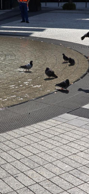 ききょう