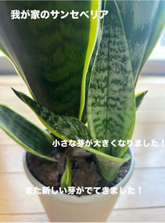 くるみ 奥様