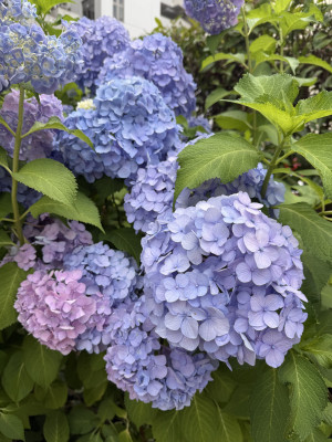 ことは 奥様