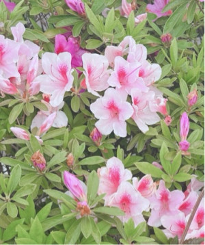ゆきな 奥様
