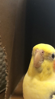 イロハ