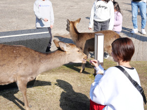 ももか