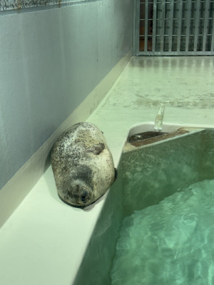 ももか