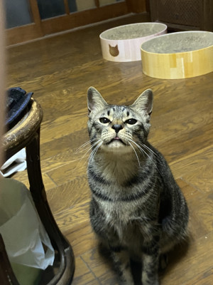 ありす