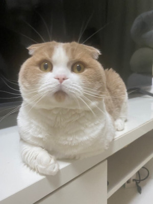 ねる ZEROの頂点No.1看板嬢