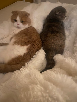 ねる ZEROの頂点No.1看板嬢